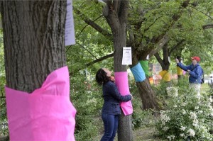 Egy nő átölel egy krepp-papírral körbetekert fát a Budapesti Városvédők Egyesülete, a Civilzugló Egyesület, a Levegő Munkacsoport és a Védegylet Fogadj örökbe egy fát, egy focipályát! címmel rendezett demonstrációján, amelyen  a Városliget beépítése ellen tüntettek 2014. május 17-én. MTI Fotó: Soós Lajos