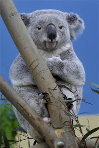 Vobara, a Fővárosi Állat- és Növénykert két új koalájának (Phascolarctos cinereus) egyike az Állatkert új koalaházában 2015. március 5-én. A két koala, Nur-Nuru-Bin és Vobara a belgiumi Planckendael Állatkertből, illetve a Németországból, a Duisburgi Állatkertből érkezett Magyarországra. Ausztrálián kívül csak nagyon kevés állatkertben találhatók koalák, Magyarországon, illetve egész Kelet-Európában pedig Budapesten láthatók először. MTI Fotó: Kovács Attila 