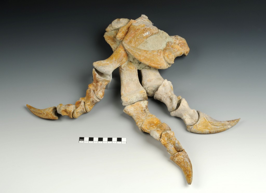 Plateoszaurusz láb_NHM Wien_Alice Schumacher